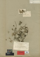 Syntype of Peperomia arechavaletae C. DC. [family PIPERACEAE]