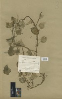 Filed as Peperomia scutellariifolia Sodiro [family PIPERACEAE]