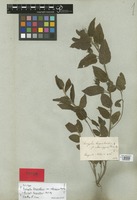 Holotype of Acalypha benguelensis Müll. Arg. var. adenogyne Müll. Arg. [family EUPHORBIACEAE]