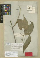 Syntype of Acalypha brasiliensis Müll. Arg. var. psilophylla Müll. Arg. [family EUPHORBIACEAE]