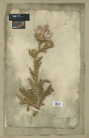 Filed as Carduus nigrescens Vill. [family ASTERACEAE]