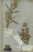 Filed as Carduus nigrescens Vill. [family ASTERACEAE]