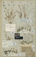 Filed as Bellis annua L. [family COMPOSITAE]