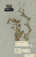 Filed as Senecio aegyptius L. [family COMPOSITAE]