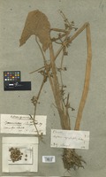Filed as Limnophyton obtusifolium (L.) Miq. [family ALISMATACEAE]