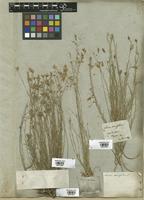 Filed as Linum tenuifolium L. [family LINACEAE]