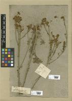 Filed as Ruta montana (L.) L. [family RUTACEAE]