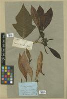 Filed as Euphorbia pulcherrima Klotzsch [family EUPHORBIACEAE]