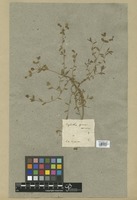 Filed as Euphorbia spinosa L. var. inermis Boiss. [family EUPHORBIACEAE]