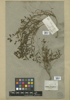 Filed as Euphorbia spinosa L. [family EUPHORBIACEAE]
