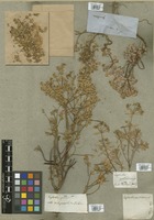 Filed as Euphorbia portlandica L. [family EUPHORBIACEAE]