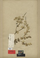 Isosyntype of Peperomia arechavaletae C. DC. [family PIPERACEAE]