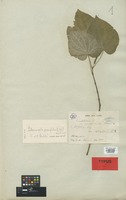 Holotype of Piper umbellatum L. var. parvifolium C. DC. [family PIPERACEAE]