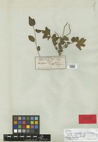 Holotype of Acalypha benguelensis Müll. Arg. var. trichogyne Müll. Arg. [family EUPHORBIACEAE]