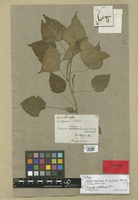 Syntype of Acalypha brasiliensis Müll. Arg. var. psilophylla Müll. Arg. [family EUPHORBIACEAE]