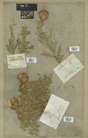 Filed as Carduus nigrescens Vill. [family ASTERACEAE]