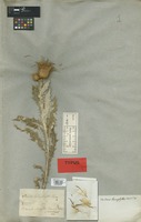Isotype of Carduus leucophyllus Turcz. [family LEGUMINOSAE]