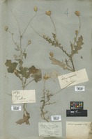 Filed as Carduus argentatus L. [family COMPOSITAE]