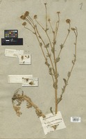 Filed as Matricaria disciformis (C. A. Mey.) DC. [family COMPOSITAE]