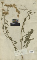 Filed as Achillea aspleniifolia Vent. [family COMPOSITAE]