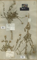 Filed as Anacyclus valentinus L. [family COMPOSITAE]