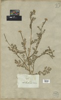 Filed as Anacyclus valentinus L. [family COMPOSITAE]