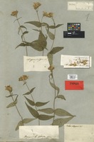 Holotype of Calea elegans DC. [family COMPOSITAE]