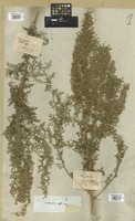 Filed as Artemisia afra Willd. [family COMPOSITAE]