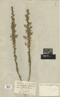 Filed as Artemisia chamaemelifolia Vill. [family COMPOSITAE]