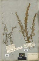 Filed as Artemisia chamaemelifolia Vill. [family COMPOSITAE]