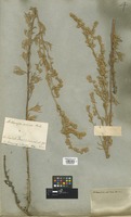 Filed as Artemisia sericea Stechm. [family COMPOSITAE]
