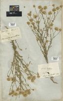Filed as Pegolettia senegalensis Cass. [family COMPOSITAE]