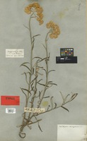 Holotype of Helichrysum stenopterum DC. [family COMPOSITAE]