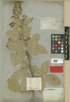 Rubus canescens DC. [family ROSACEAE]