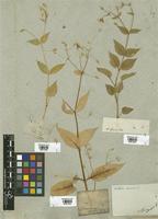 Filed as Stellaria nemorum L. [family CARYOPHYLLACEAE]