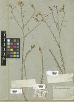 Filed as Linum austriacum L. [family LINACEAE]