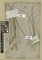 Filed as Linum narbonense L. [family LINACEAE]