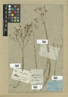 Filed as Linum tenuifolium L. [family LINACEAE]