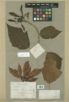 Filed as Euphorbia pulcherrima Klotzsch [family EUPHORBIACEAE]