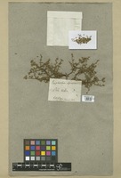 Filed as Euphorbia spinosa L. [family EUPHORBIACEAE]