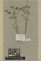Filed as Euphorbia taurinensis All. [family EUPHORBIACEAE]