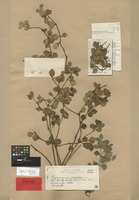 Syntype of Peperomia arechavaletae C. DC. [family PIPERACEAE]