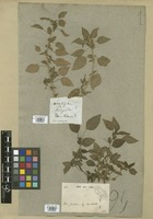 Filed as Acalypha poiretii Spreng. [family EUPHORBIACEAE]