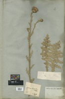 Filed as Carduus hamulosus Ehrh. [family ASTERACEAE]