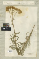 Filed as Achillea micrantha M. Bieb. [family COMPOSITAE]