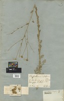 Filed as Matricaria disciformis (C. A. Mey.) DC. [family COMPOSITAE]