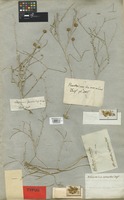 Isolectotype of Rhanterium suaveolens Desf. [family COMPOSITAE]