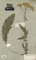 Filed as Achillea crithmifolia Waldst. & Kit. [family COMPOSITAE]