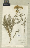 Filed as Achillea crithmifolia Waldst. & Kit. [family COMPOSITAE]