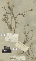 Filed as Anacyclus valentinus L. [family COMPOSITAE]